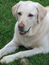 Bailey - The Nelson House Bed & Breakfast Mascot warmly welcomes every visitor. 