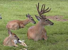 Wildlife Attractions in Nova Scotia 